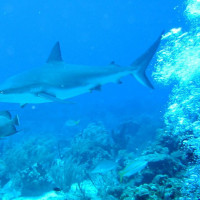 Zbigniew Niedziałkowski - Gdzieś w wodach Atlantyku